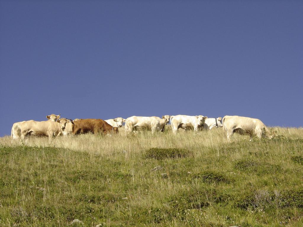 Gite Le Cerf De Belledonne Sainte-Agnès Εξωτερικό φωτογραφία